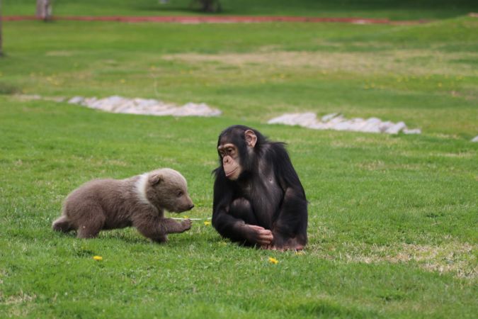 Şempanze "Can" ile yavru ayı "Boncuk"un dostluğu görenleri şaşırtıyor 5