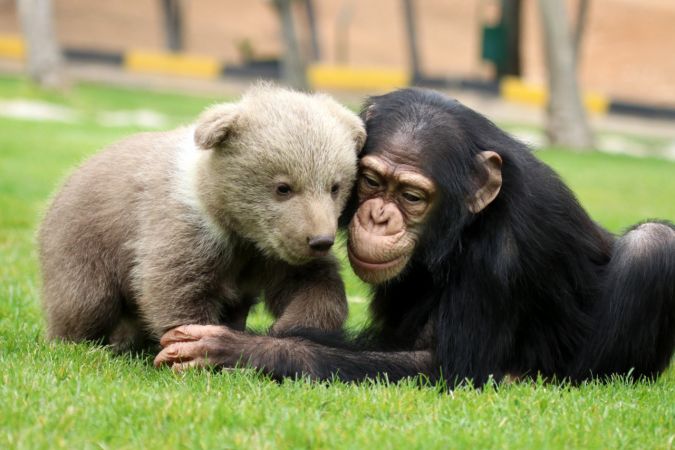 Şempanze "Can" ile yavru ayı "Boncuk"un dostluğu görenleri şaşırtıyor 6