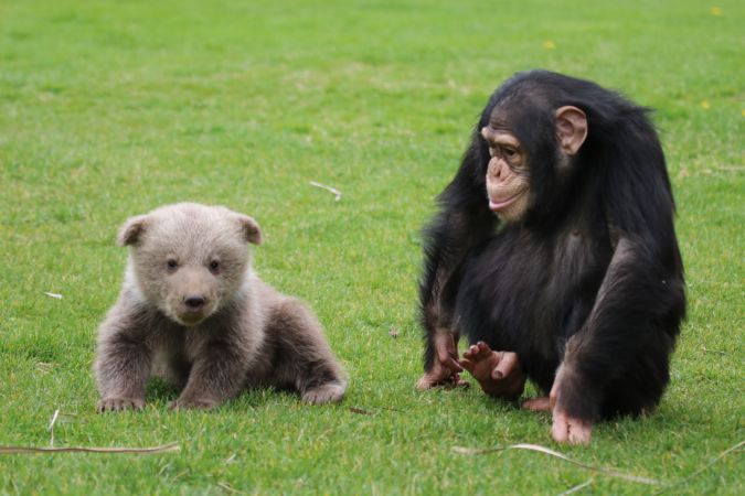 Şempanze "Can" ile yavru ayı "Boncuk"un dostluğu görenleri şaşırtıyor 7