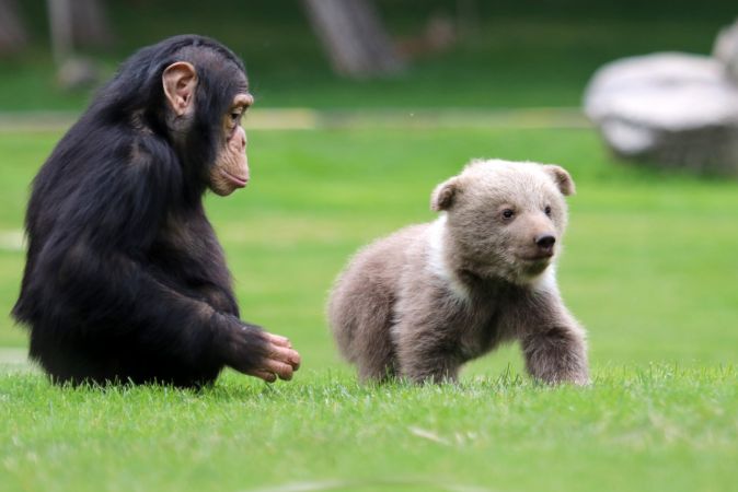 Şempanze "Can" ile yavru ayı "Boncuk"un dostluğu görenleri şaşırtıyor 8