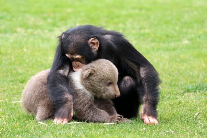 Şempanze "Can" ile yavru ayı "Boncuk"un dostluğu görenleri şaşırtıyor 9