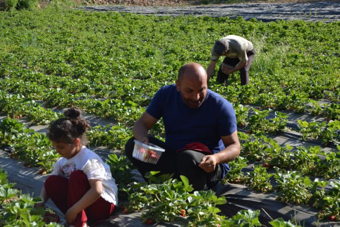 Gaziantep'te Amanosların eteğinde yetiştirilen çileğin hasadı başladı 1