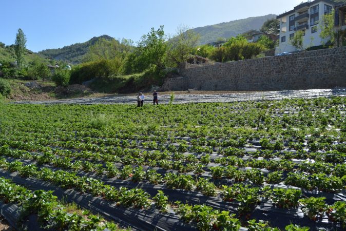 Gaziantep'te Amanosların eteğinde yetiştirilen çileğin hasadı başladı 2