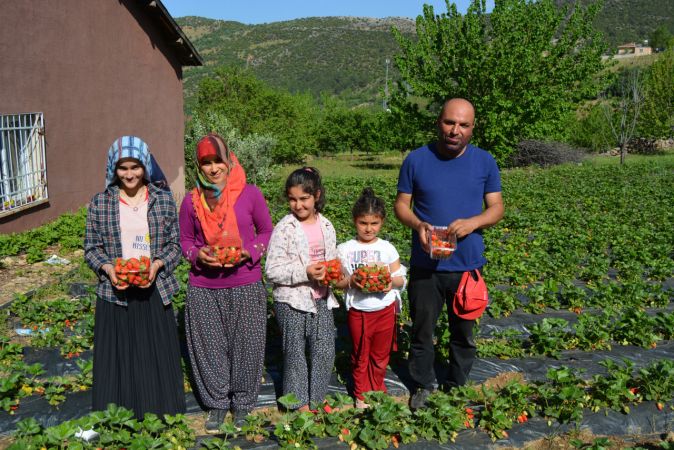 Gaziantep'te Amanosların eteğinde yetiştirilen çileğin hasadı başladı 5