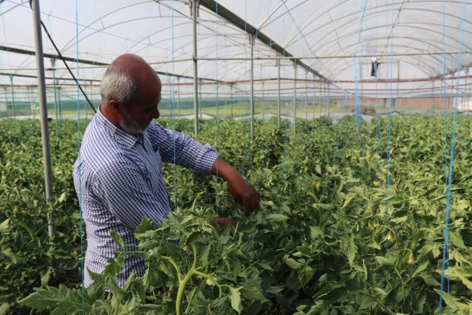 Kurduğu sera ilçenin domates ihtiyacının yüzde 15’ini karşılıyor 4