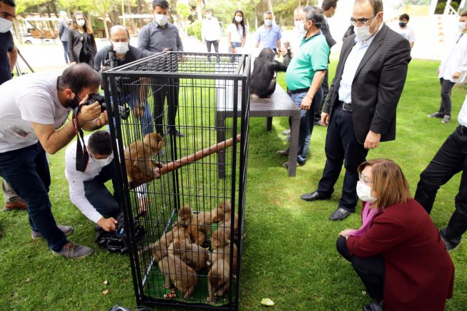 Yasa dışı yollardan yurda sokulmak istenirken el konulan hayvanlar, Gaziantep Hayvanat Bahçesine yerleştirildi 2