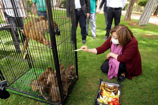 Yasa dışı yollardan yurda sokulmak istenirken el konulan hayvanlar, Gaziantep Hayvanat Bahçesine yerleştirildi 3