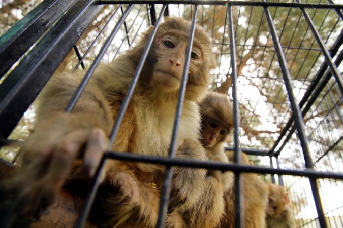 Yasa dışı yollardan yurda sokulmak istenirken el konulan hayvanlar, Gaziantep Hayvanat Bahçesine yerleştirildi 7