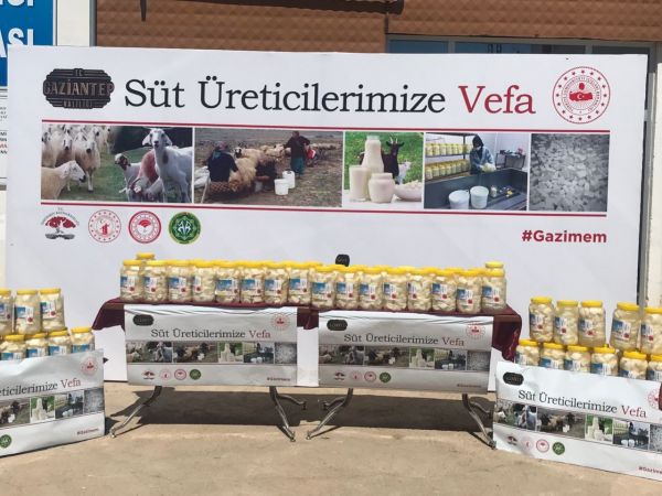 Vali Gül Durmuyor!Gaziantep İçin Çalışıyor..Gaziantep'te üreticilerin elinde kalan sütler peynire dönüştürülerek ihtiyaç sahiplerine dağıtıldı 5