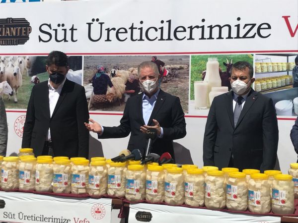 Vali Gül Durmuyor!Gaziantep İçin Çalışıyor..Gaziantep'te üreticilerin elinde kalan sütler peynire dönüştürülerek ihtiyaç sahiplerine dağıtıldı 1