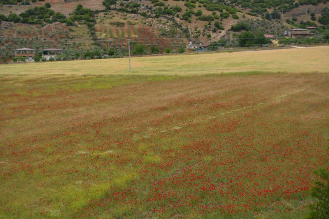 Gaziantep'te buğday tarlalarında açan gelincikler güzel görüntüler oluşturdu 1