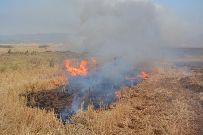 Gaziantep'te buğday ekili tarlalarda yangın çıktı 4