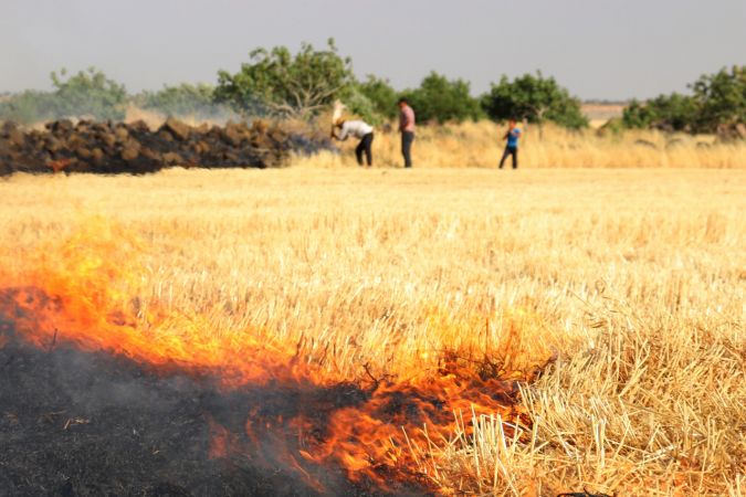 Gaziantep'te buğday ekili tarlalarda yangın çıktı 10