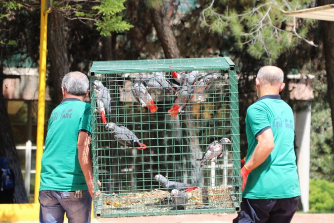 Gaziantep Hayvanat Bahçesi'ne yeni üyeler geldi 9