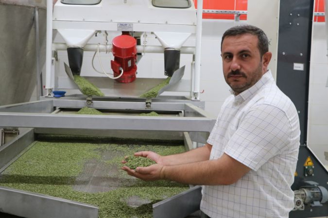 Foto Haber: Fırat suyu kenarında yetişen Nizip nanesi, 20 ülkeye ihraç ediliyor 3