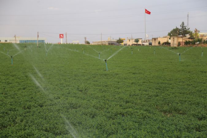 Foto Haber: Fırat suyu kenarında yetişen Nizip nanesi, 20 ülkeye ihraç ediliyor 9