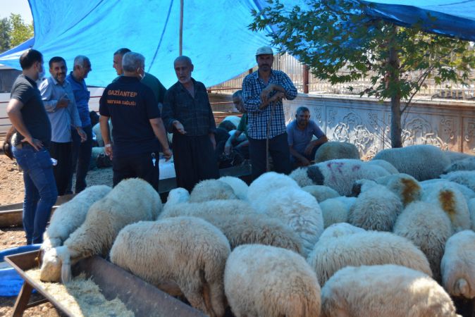 Foto Haber:Gaziantep'teki hayvan pazarlarında hareketlilik 4