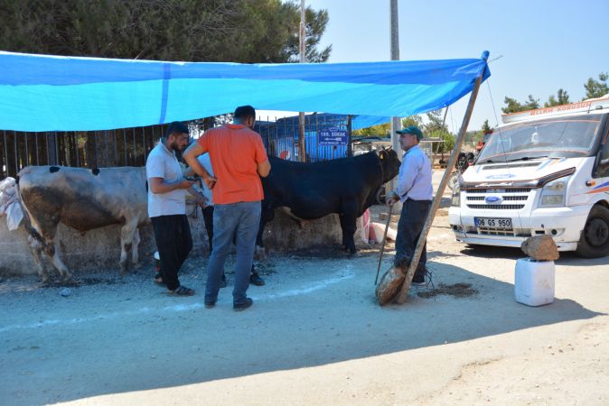 Foto Haber:Gaziantep'teki hayvan pazarlarında hareketlilik 5