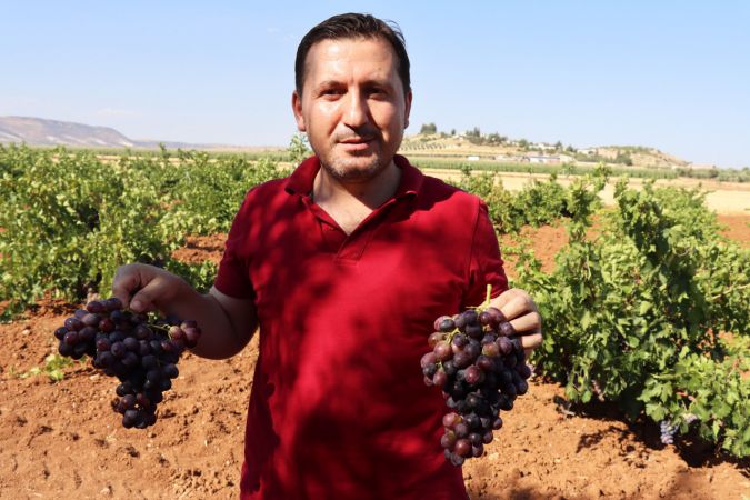 "Horoz karası" üzümü kuraklığa rağmen verimiyle üreticisini sevindirdi 2