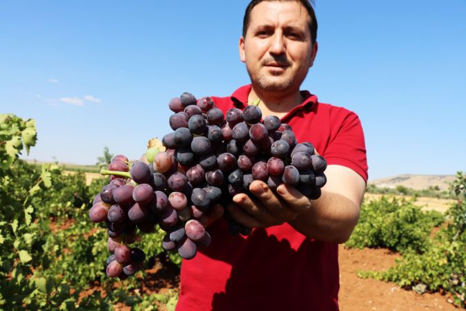 "Horoz karası" üzümü kuraklığa rağmen verimiyle üreticisini sevindirdi 5