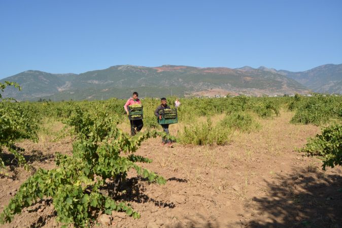Foto Haber: İslahiye Ovası'nda üzüm hasadı başladı 3