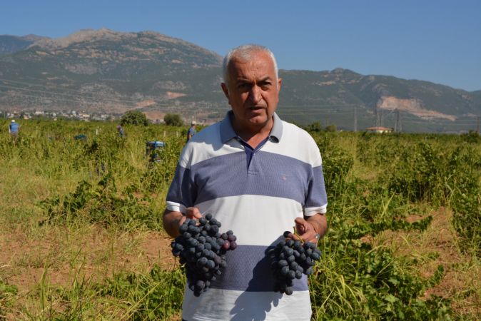 Foto Haber: İslahiye Ovası'nda üzüm hasadı başladı 5