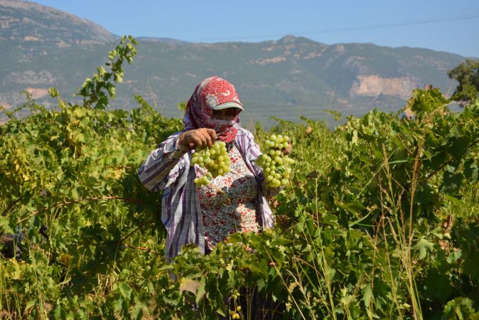 Foto Haber: İslahiye Ovası'nda üzüm hasadı başladı 6