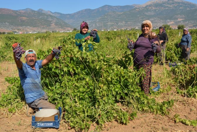 Foto Haber: İslahiye Ovası'nda üzüm hasadı başladı 7