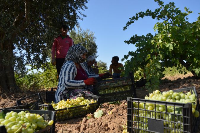 Foto Haber: İslahiye Ovası'nda üzüm hasadı başladı 8