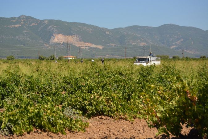 Foto Haber: İslahiye Ovası'nda üzüm hasadı başladı 9