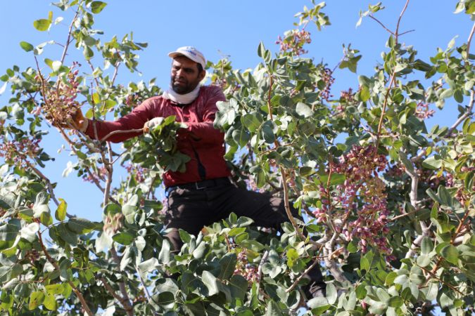 Foto Haber: Gaziantepli üreticilerin "kırmızı kabuklu" fıstık mesaisi sürüyor 1