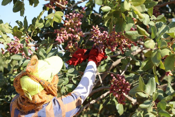 Foto Haber: Gaziantepli üreticilerin "kırmızı kabuklu" fıstık mesaisi sürüyor 2