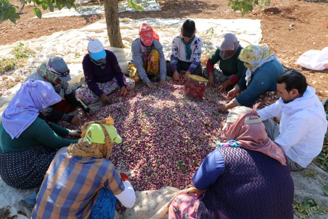 Foto Haber: Gaziantepli üreticilerin "kırmızı kabuklu" fıstık mesaisi sürüyor 3