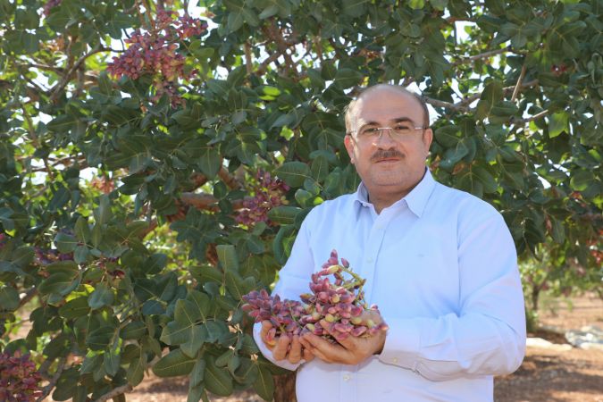 Foto Haber: Gaziantepli üreticilerin "kırmızı kabuklu" fıstık mesaisi sürüyor 6