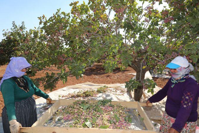 Foto Haber: Gaziantepli üreticilerin "kırmızı kabuklu" fıstık mesaisi sürüyor 10