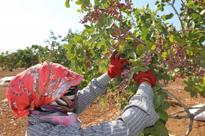 Foto Haber: Gaziantepli üreticilerin "kırmızı kabuklu" fıstık mesaisi sürüyor 11