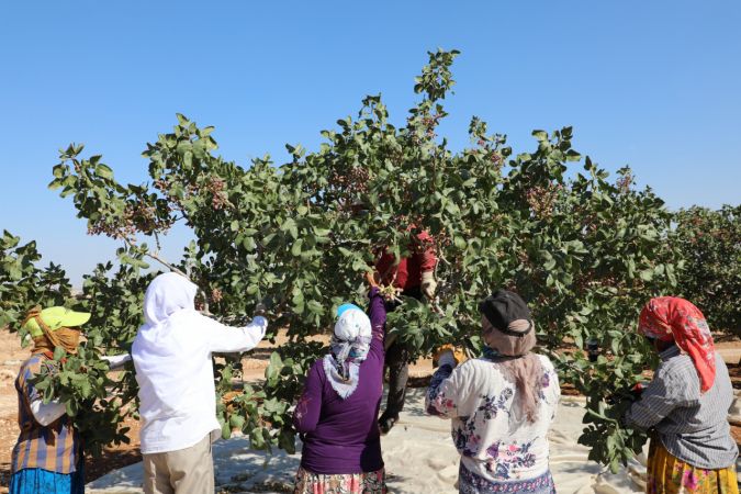 Foto Haber: Gaziantepli üreticilerin "kırmızı kabuklu" fıstık mesaisi sürüyor 12
