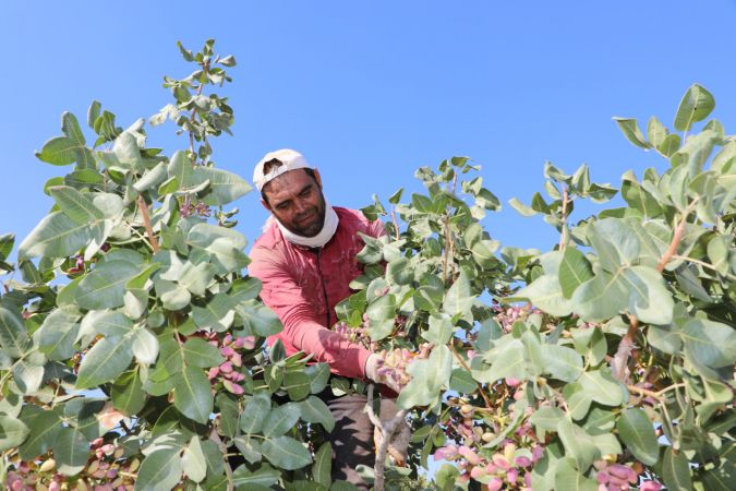 Foto Haber: Gaziantepli üreticilerin "kırmızı kabuklu" fıstık mesaisi sürüyor 14