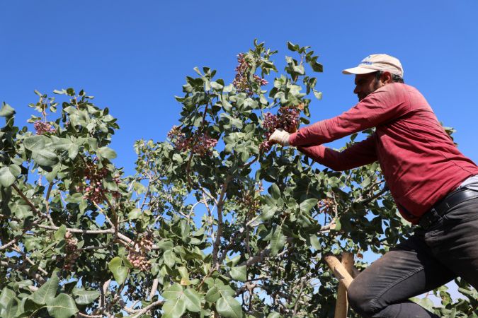 Foto Haber: Gaziantepli üreticilerin "kırmızı kabuklu" fıstık mesaisi sürüyor 15