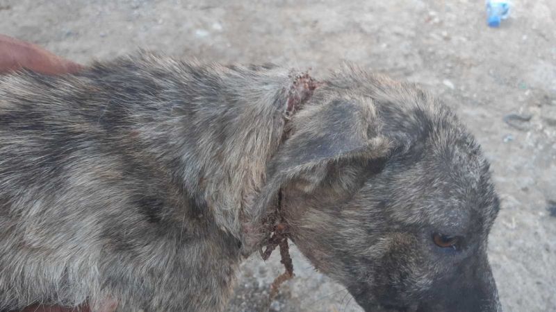 Gaziantep'te naylon ip köpeğin boynunu kesti 1