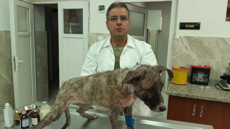 Gaziantep'te naylon ip köpeğin boynunu kesti 4