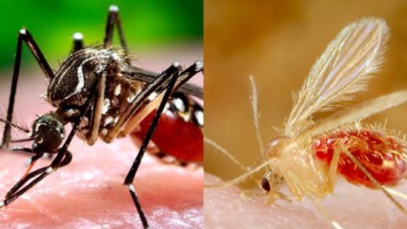 Sivrisinek Isırıklarına En Etkili Çözüm Açıklandı! İşte Bu Yöntemle Sivrisinekleri Ortamdan Uzaklaştırabilirsiniz… 3