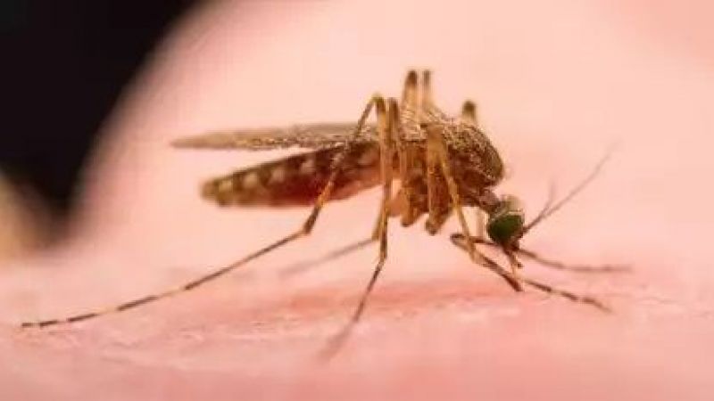 Sivrisinek Isırıklarına En Etkili Çözüm Açıklandı! İşte Bu Yöntemle Sivrisinekleri Ortamdan Uzaklaştırabilirsiniz… 2