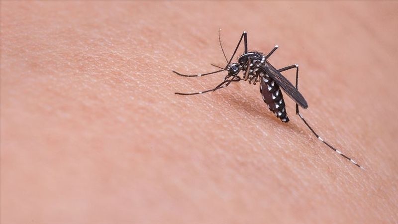 Sivrisinek Isırıklarına En Etkili Çözüm Açıklandı! İşte Bu Yöntemle Sivrisinekleri Ortamdan Uzaklaştırabilirsiniz… 4