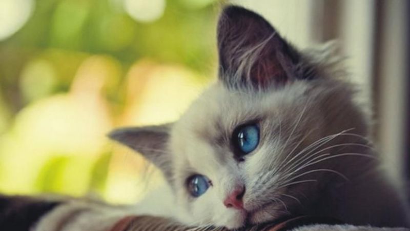 Kediler Depresyona Girince Ne Yapılmalı? 3