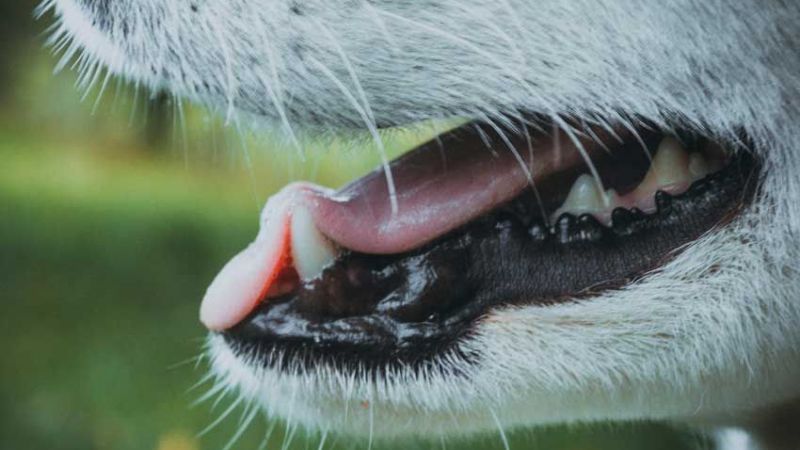 Köpekler Diş Çıkarırken Ne Yapmalı? 1
