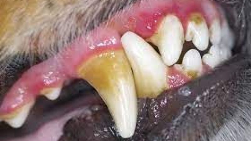 Köpekler Diş Çıkarırken Ne Yapmalı? 2