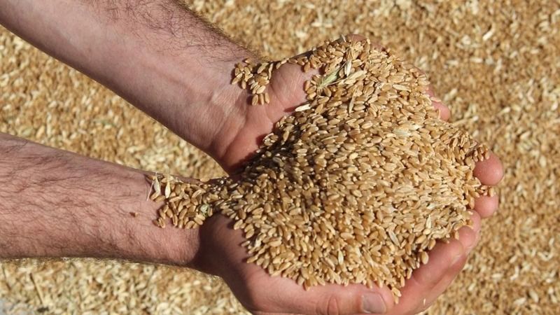 Gaziantep Buğday Fiyatları! Yemlik ve Sert Buğday Fiyatlarında Hareketlilik Sürüyor! Gaziantep Ticaret Borsası Fiyat Listesini Güncelledi 2