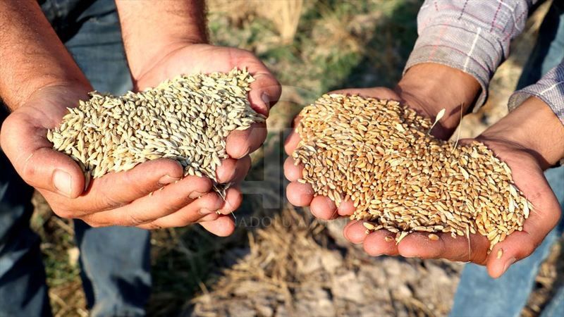 Gaziantep Buğday Fiyatları! Yemlik ve Sert Buğday Fiyatlarında Hareketlilik Sürüyor! Gaziantep Ticaret Borsası Fiyat Listesini Güncelledi 1