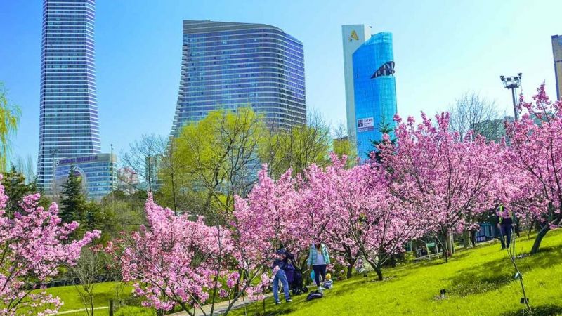 Japonların yaşam ve ölüm döngüsü "Sakura ağacı" İlkbahar ile 10 günlük hayat döngüsünü başlattı! 3